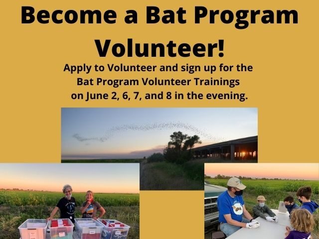 Become a Bat Program Volunteer!