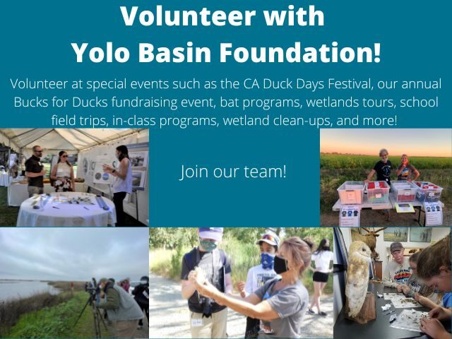 General Volunteer with Yolo Basin Foundation