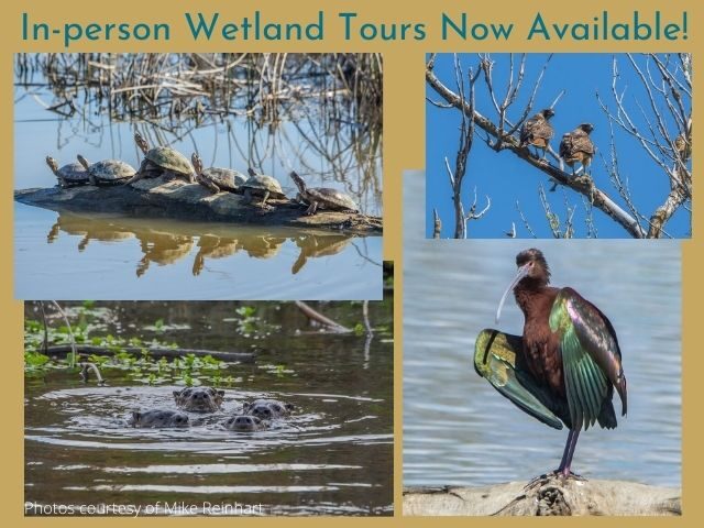In-person Wetland Tours Now Available!