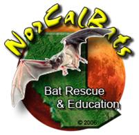 NorCal Bats logo