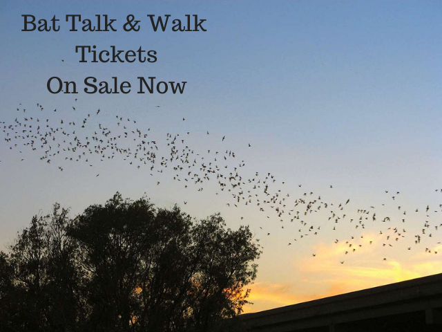 Bat Talk & Walk TicketsNow On Sale